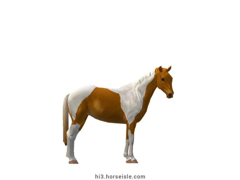 British Riding Pony Bright Chestnut Tobiano Coat (normal view)